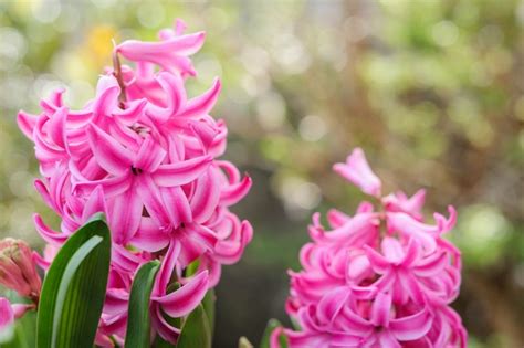 Image result for Bulb Planting Guide