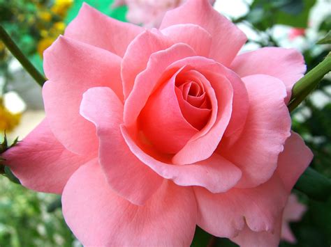 Image result for Rose Circle Border