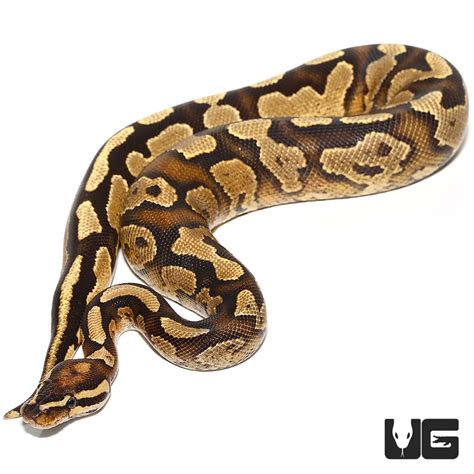 Image result for Disco Ball Python