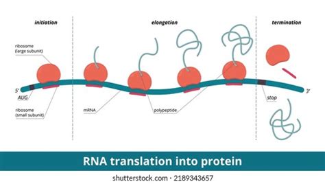 Image result for Translatie RNA