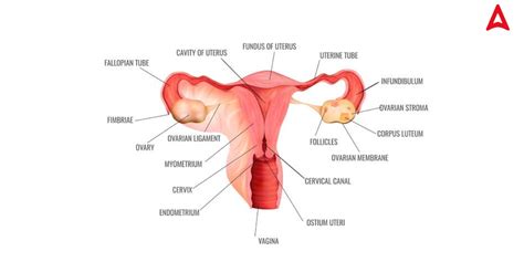 Image result for Female Reproductive System Fetus