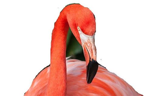 Image result for Area Commands HTML