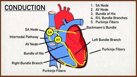 Image result for Heart Conduction System Animation