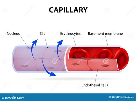 Image result for Capillary in Tissue