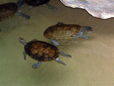 Image result for Murray River Tortoise