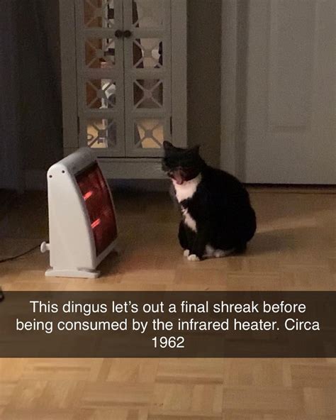 Image result for Evil Maxwell Cat