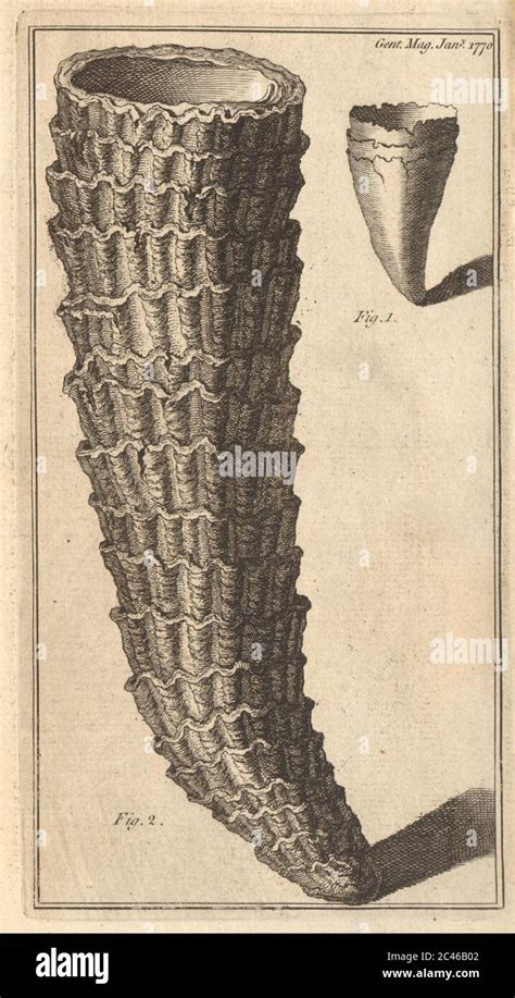 Image result for Cone-Shaped Shell of British Columbia