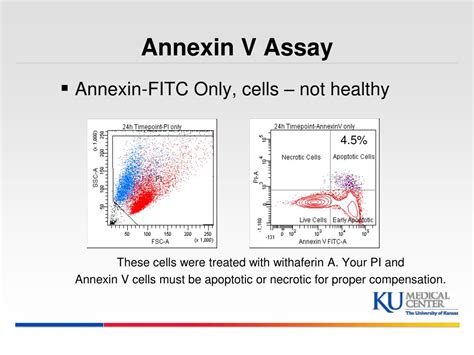 Image result for Annexin Assay