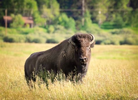 Image result for Buffalo Rock Logo