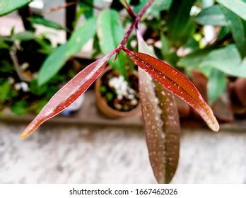 Image result for Jamun Leaf