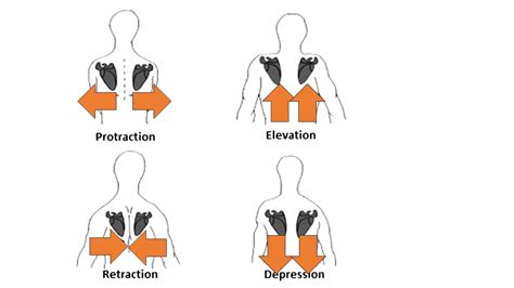 Image result for Difference Between Protraction and Retraction