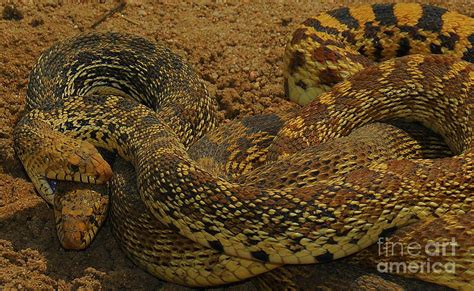 Image result for The Mating of Snakes