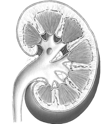 Image result for Kidney Anatomy Chart