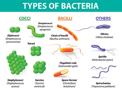 Image result for Bacteria Examples