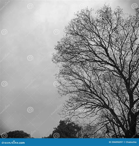Toradh íomhá ar Black and White Tree