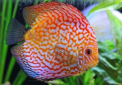 Image result for Purple Dragon Discus Fish