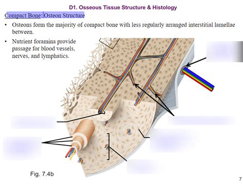Compact Bone: Osteon Structure Diagram | Quizlet