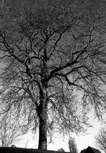 Toradh íomhá ar Black and White Tree