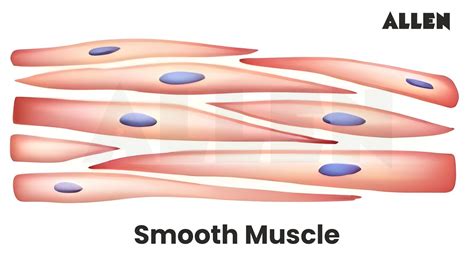 Toradh íomhá ar Smooth Muscle Animation