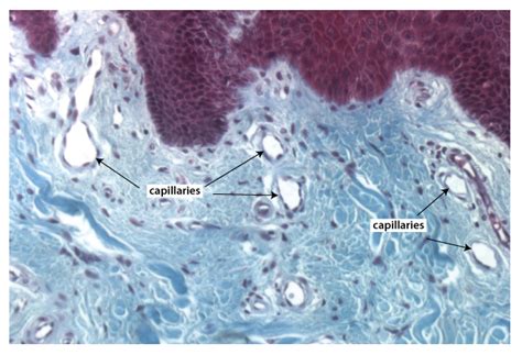 Image result for Capillary in Tissue