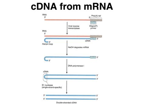 Image result for cDNA Probe