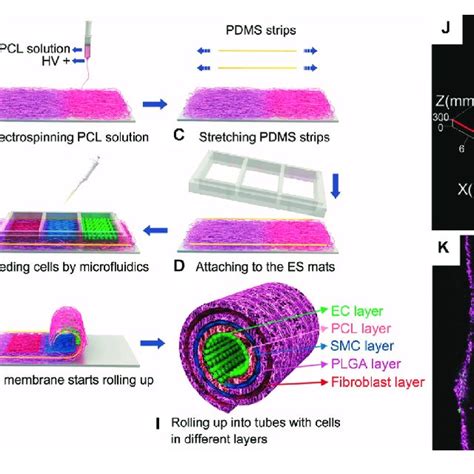 Toradh íomhá ar Vascular Tissue Engineering