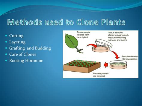 PPT - Cloning Methods in Plants PowerPoint Presentation, free download ...