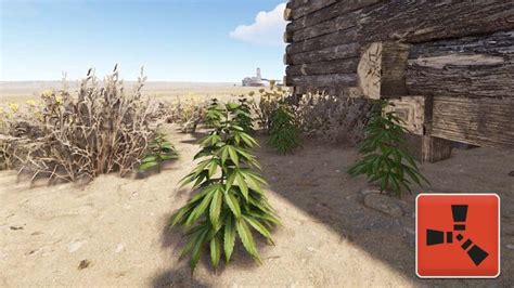 Image result for Best Genetics for Berries Rust