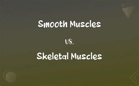 Image result for Smooth vs Skeletal Muscle Contraction