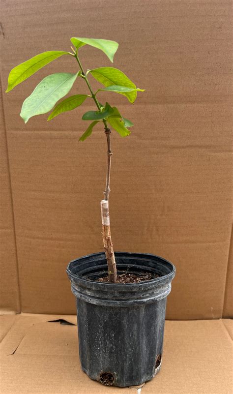 Java Plum in Pot に対する画像結果
