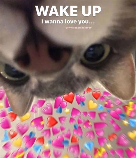 Cute Cats Meme に対する画像結果