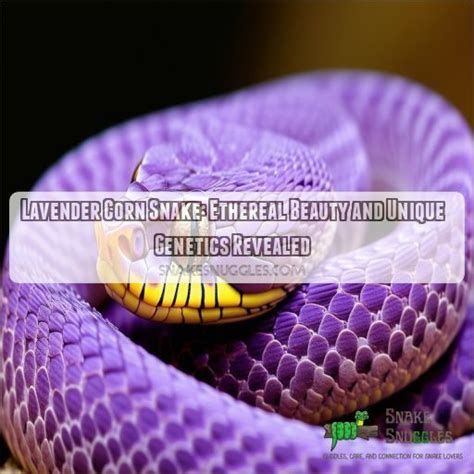 Image result for Lavender Corn Snake
