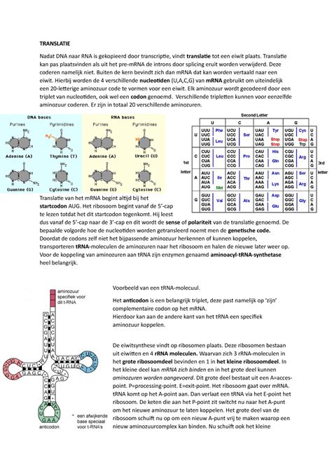 Image result for Translatie RNA