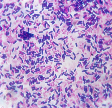 Gram Stain Shapes に対する画像結果