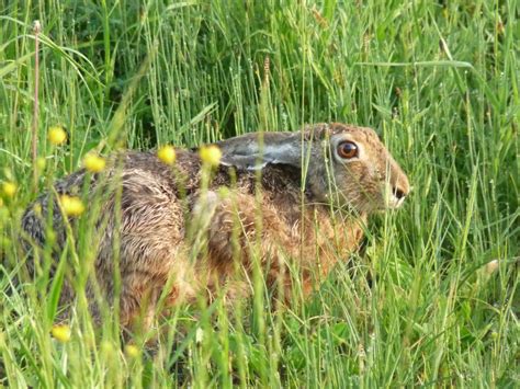 Zajec Zival に対する画像結果