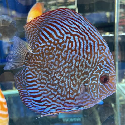 Image result for Red Turquoise Discus
