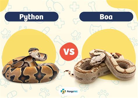 Afbeeldingsresultaten voor Boa vs Python Deaths