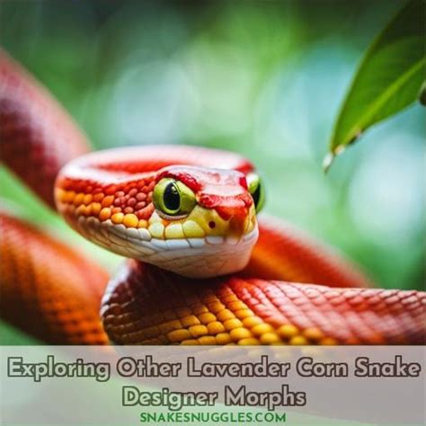 Image result for Lavender Corn Snake