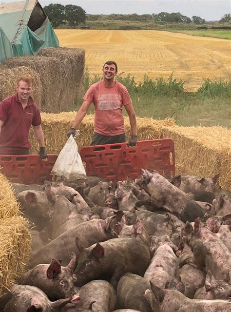 Image result for Loading Out Pigs