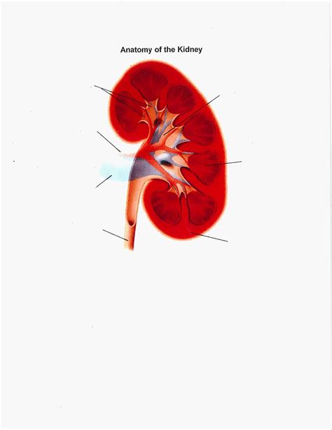 Image result for Kidney Anatomy Chart