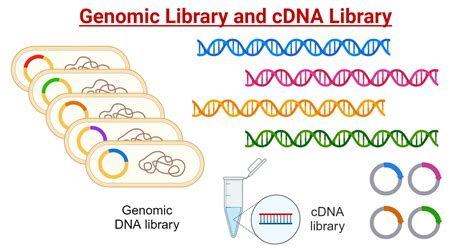Image result for cDNA Probe