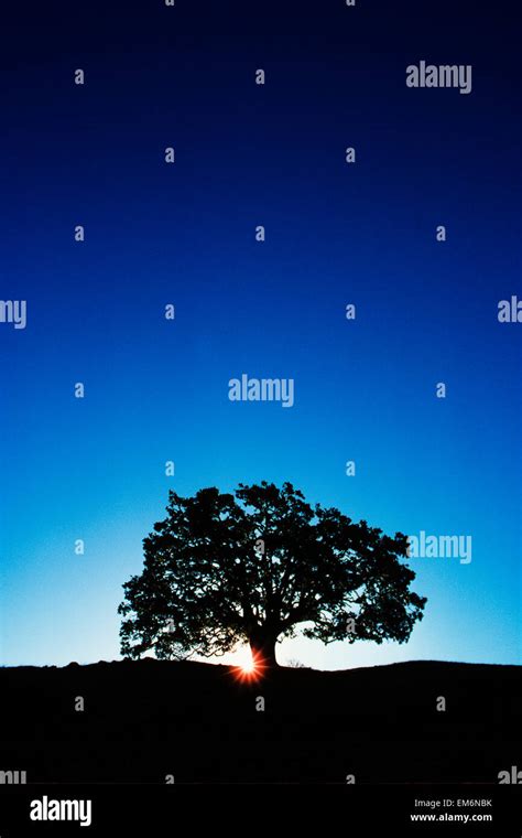 Image result for KOA Tree Silhouette Drawing