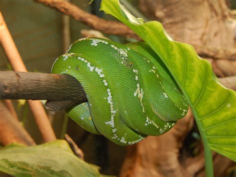 Image result for Green Tree Python Lifespan