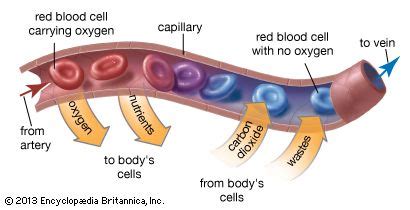 Image result for Capillary in Tissue