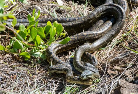 Image result for The Mating of Snakes