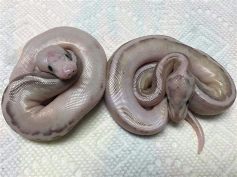 Image result for Disco Ball Python