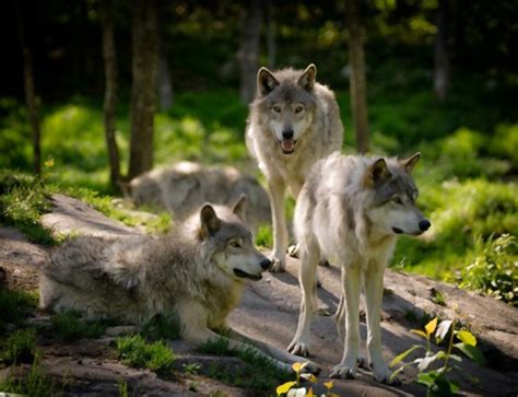 Image result for Eastern Wolves