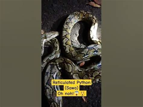Image result for Sawa O Python