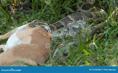 Afbeeldingsresultaten voor Rock Python in South Africa