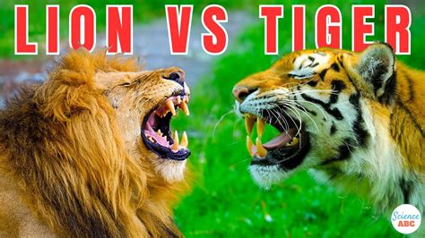 Python vs Tiger Fight에 대한 이미지 결과